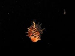 August 05. Shaw's Cowfish at a Nightdive in Kelpforest, T... by Martina Fuchsberger 